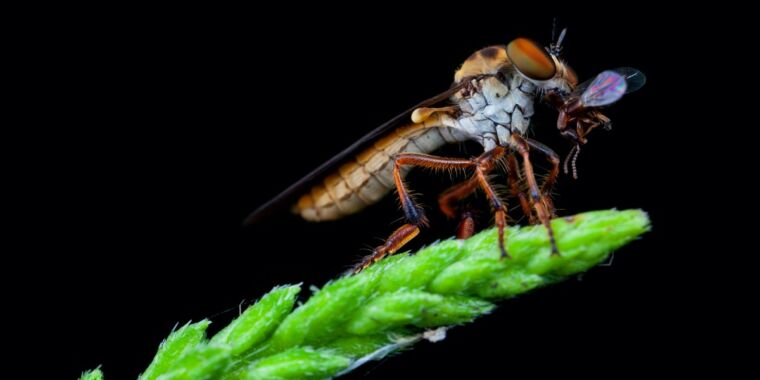 La mosca bandito è un acrobata aerodinamico in grado di catturare la sua preda in volo

