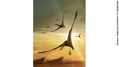 Illustrazione raffigurante uno pterosauro, che aveva un'apertura alare di oltre 2,5 metri (8,2 piedi). 
