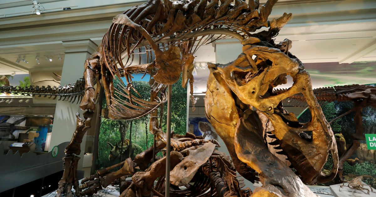 Gli scienziati suggeriscono che il tirannosauro avesse tre specie, non solo 