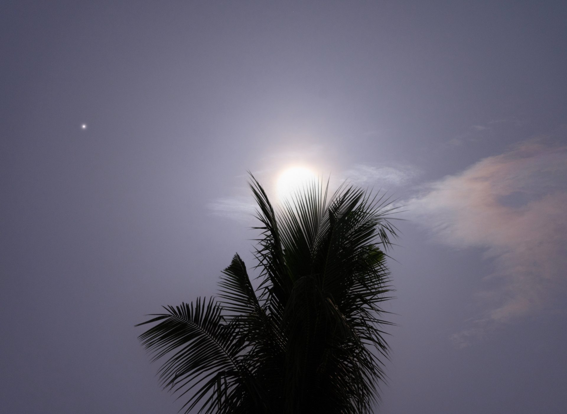 La gigantesca luna blu brilla dietro una palma, con il piccolo punto di Saturno visibile alla sinistra della luna.