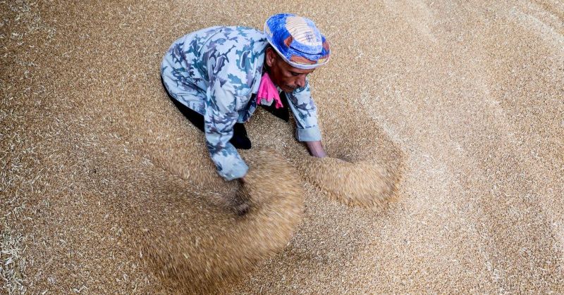 Esclusivo: l'Egitto acquista quasi mezzo milione di tonnellate di grano russo in un accordo speciale