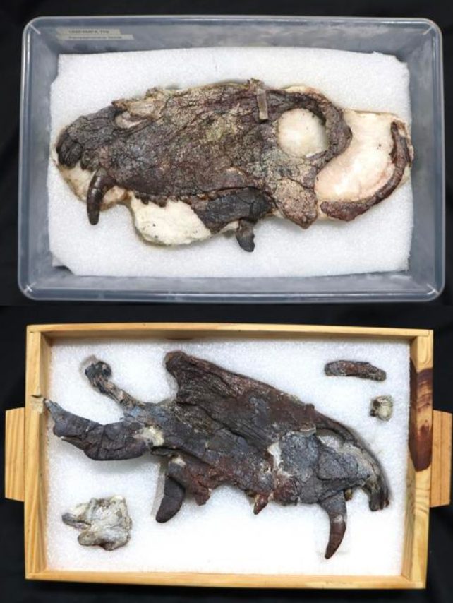 Cranio di un nuovo esemplare di Pampaphoneus biccai
