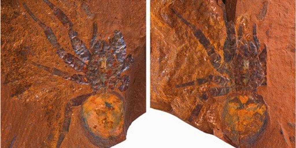 Gli scienziati trovano il fossile di un ragno dinosauro "gigante" in Australia