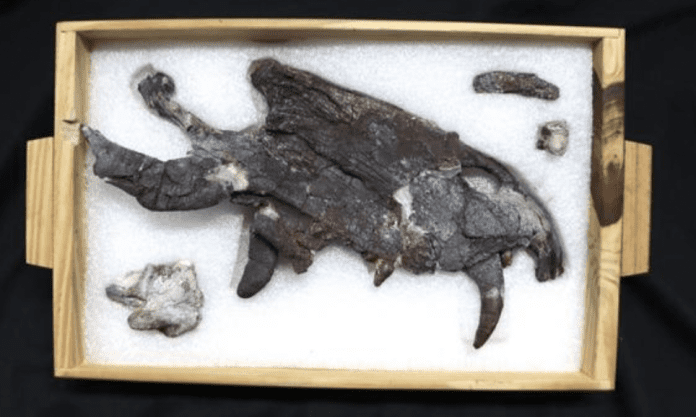 I fossili rivelano predatori 