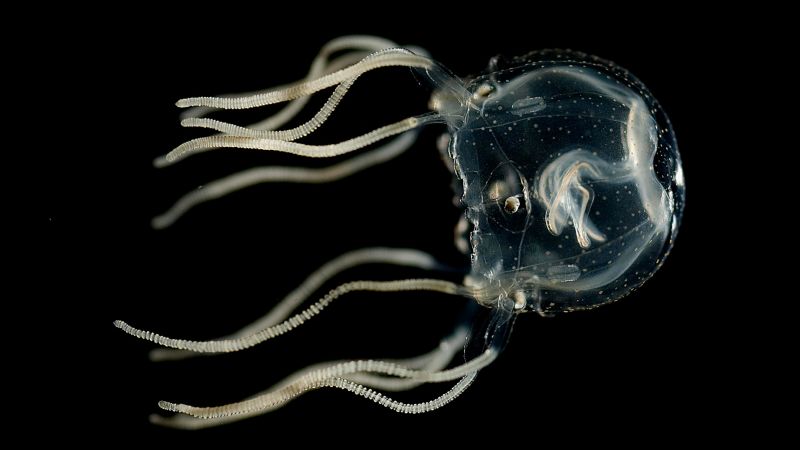Una sorprendente medusa scopre che mette alla prova ciò che è noto sull'apprendimento e sulla memoria