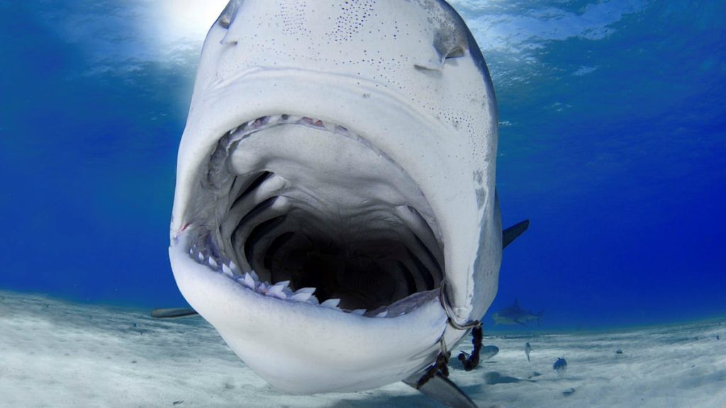 Gli studi hanno scoperto che gli effetti del cambiamento climatico minacciano gli squali, ecco perché.