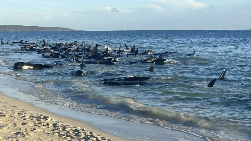130 balene salvate da uno spiaggiamento di massa nell'Australia occidentale