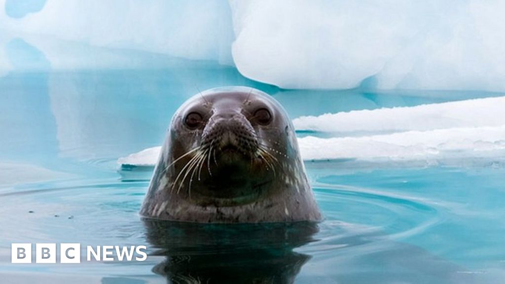 Buco dell'ozono: perché la fauna selvatica dell'Antartide si "scotta"