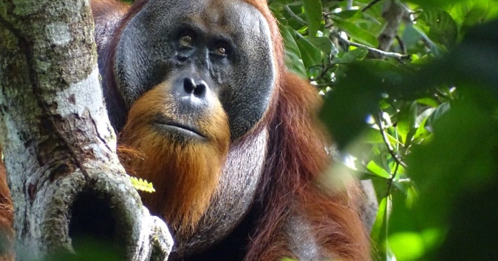 Per la prima volta al mondo si vedono oranghi curare le ferite con piante medicinali |  Notizie sulla fauna selvatica