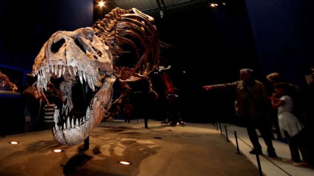 Il T. rex è al centro del dibattito sull'intelligenza dei dinosauri