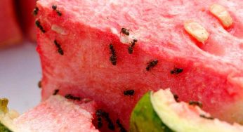 Cucina invasa dalle formiche: puoi dire loro addio con un solo ingrediente | Così le ucciderai tutte